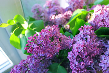 Obraz premium lilac flowers