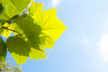 Obraz premium スズカケの葉