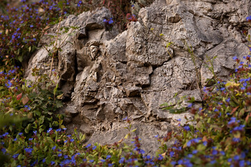 blue flowers covering stones in the mountains