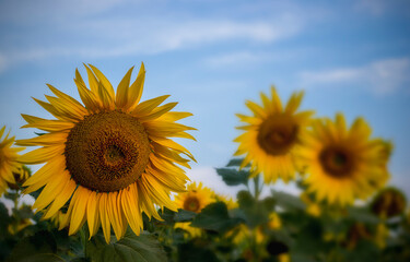 Fototapeta premium sunflowers in the field