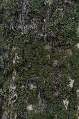 Tree bark covered with green moss