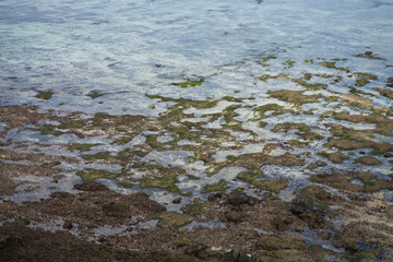 coral reefs on dry beaches, Lombok island, West Nusa Tenggara, Indonesia