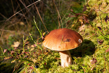 mushroom in the grass