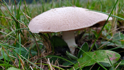 mushroom after the rain. autumn in the garden