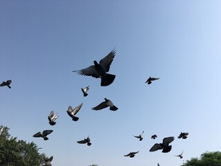 birds in flight