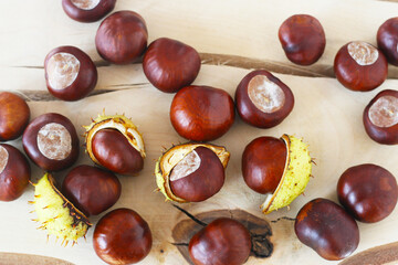 Herbst - Frische Früchte der Kastanie mit geplatzter Schale, Castanea, Gewöhnliche Rosskastanie (Aesculus hippocastanum), Gemeine Rosskastanie, alternatives Heilmittel