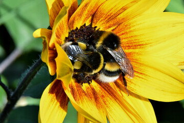 Zwei Hummeln auf einer Sonnenblume (Makro)
