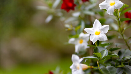White flowering dipladenia. Gift card