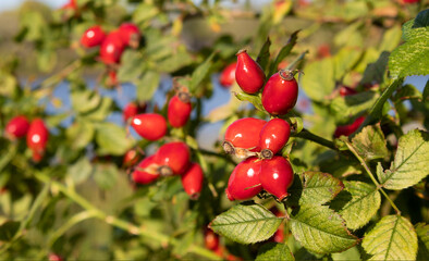 red berries on a branch