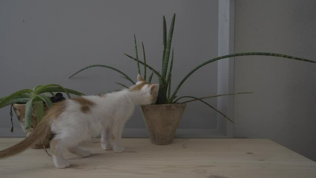 Gato jugando con plantas de Aloe Vera en una mesa de madera