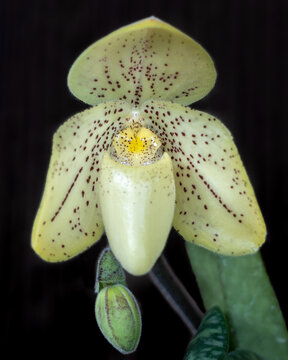 Closeup view of fresh yellow flower and bud of lady slipper orchid species paphiopedilum concolor isolated on black background