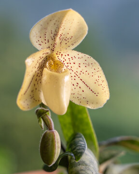  yellow lady slipper orchid paphiopedilum concolor (species) on natural background