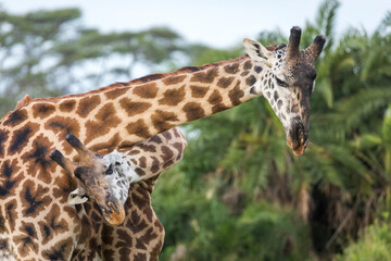 Two male giraffe fighting in Serengeti in Tanzania