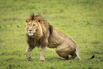 One adult male lion in green plains of Ngorongoro Crater in Tanzania