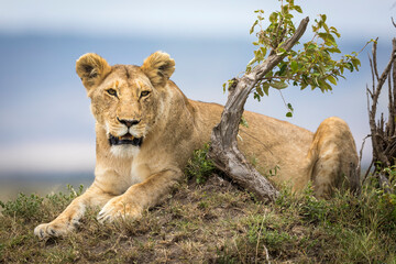 Adult lioness lying on a mound in Masai Mara in Kenya