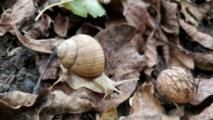snail in the wild. autumn in the garden