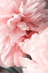 Peonies peony pink beautiful petals flowers coral