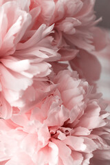 Peonies peony pink beautiful petals flowers coral
