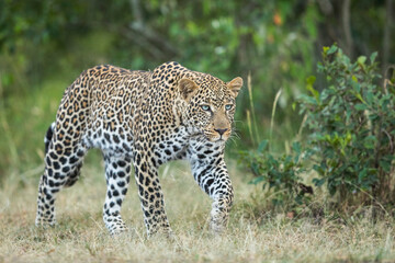 Adult male leopard walking in green bush in Masai Mara in Kenya