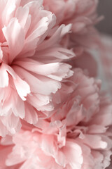 Peonies peony pink beautiful petals flowers coral