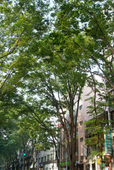 阿佐ヶ谷の中杉通り（東京都杉並区）