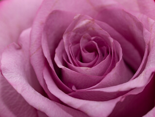 pink rose petals as background