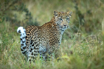 Fototapeta na wymiar Adult leopard standing in green bush looking back at camera in Khwai River in Botswana