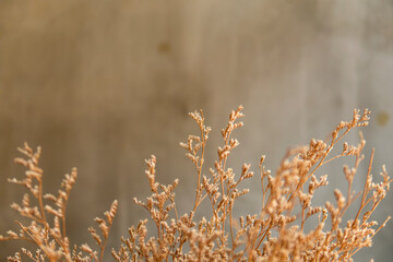 DIY & Interior décor concept of Decoration golden dried grass flower on blurred background at café restaurant or coffee shop with bright sunlight & sun rays from window wall, selective soft focus