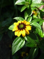 little sunflower