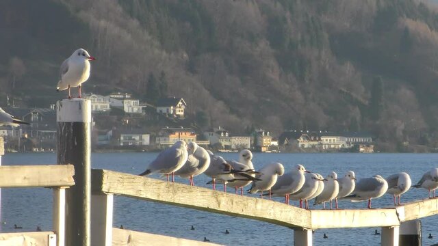 Impressions of Traunsee Lake in Gmunden, Upper Austria