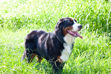 バーニーズマウンテンドッグ