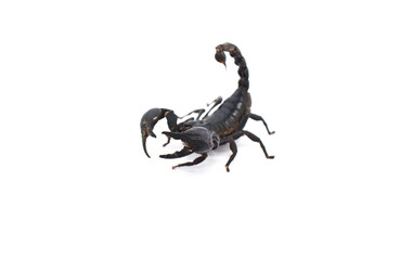 scorpion isolated on white background