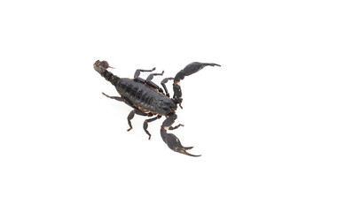 scorpion isolated on white
