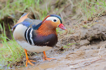 Mandarin duck. Bird in breeding plumage. Male, drake. Aix galericulata