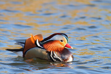 Mandarin duck. Bird in breeding plumage. Male, drake. Aix galericulata