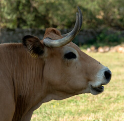 Vache aveyronnaise à Pierrefiche-d'Olt, France
