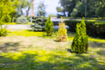 Green thuja grow in the garden on a sunny day. Landscaping of a backyard garden with evergreen