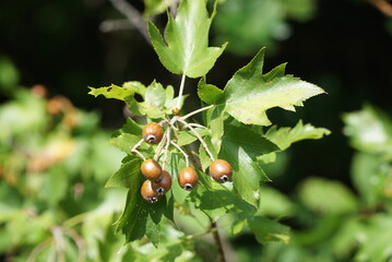 Sorbus torminalis berries - 383260154
