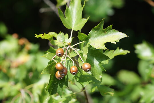 Sorbus torminalis berries