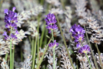 Eine Nahaufnahme von Lavendelblüten auf dem Hintergrund von verblühten Lavendel.