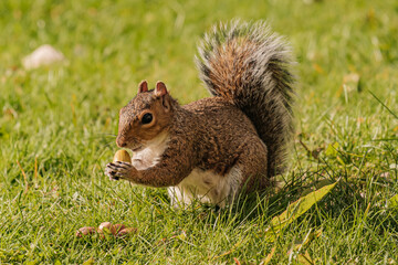 Squirrel eating hazelnut fruit in garden
