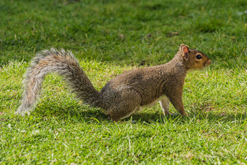 Obraz premium Squirrel eating hazelnut fruit in garden 