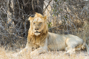 Large adult male lion with a beautiful golden mane lying in the grass under a tree in Kruger National Park, South Africa
