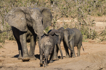 Fototapeta premium Closeup of elephant family (Loxodanta africana) with mother and three cute calves in Kruger National Park, South Africa