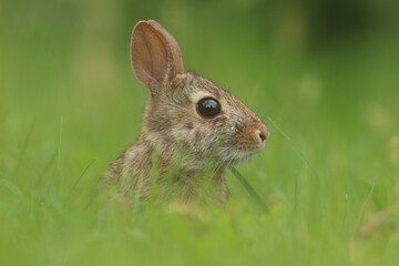 cottontail puppy