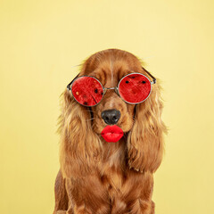 Make up. Modern design. Contemporary art collage with cute dog and trendy colored background with geometric styled elements. Inspirative art, pets, animal, style and fashion concept. Copyspace.