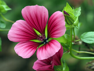 Malva arborea  © Pixelmixel