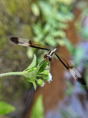 dragonfly on a branch