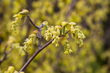 Blossoming buds on tree . A twig with buds. Branches with young buds. Early spring.