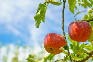 青空と実る　真っ赤なリンゴ